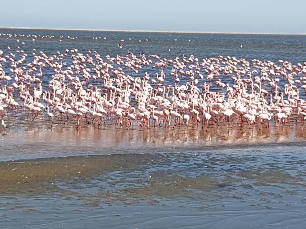 Elilo Bed And Breakfast Walvis Bay Dış mekan fotoğraf